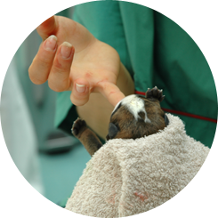 Newborn Puppy - Urgent Pet Care Roseville, MN