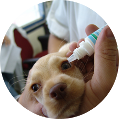 Puppy Receiving Eye Drops - Pet Vaccinations Roseville, MN