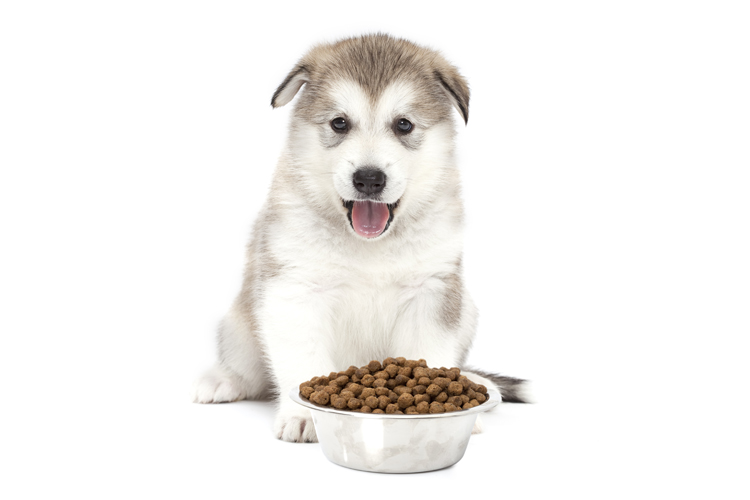 Husky Puppy With a Bowl of Food
