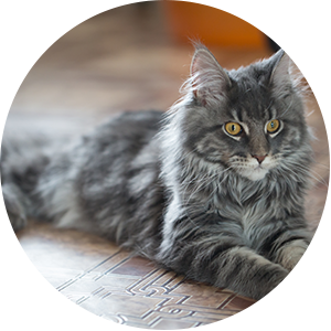 Cat Laying Down