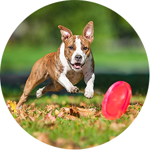 Dog Chasing Frisbee