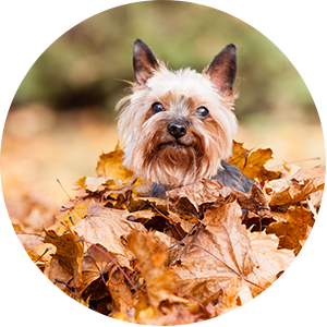 Terrier in Fall Leaves